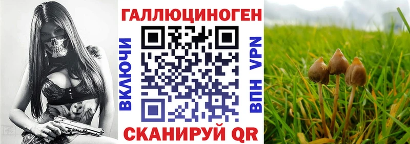 Галлюциногенные грибы Psilocybe  Купить закладки  Котельнич 